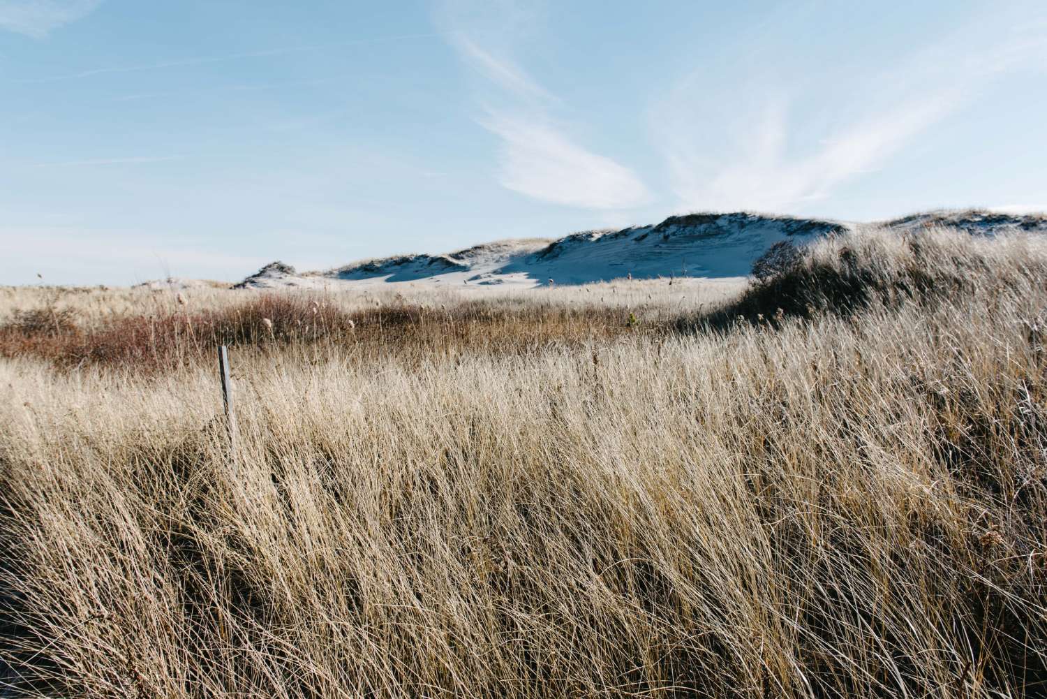 alice donovan rouse E3ir6KZ1EPw unsplash